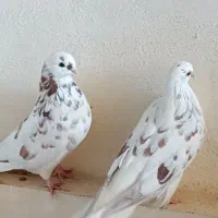 یکجفتکفترنوکقنار