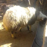 بره نر و بز پاکستانی رابر