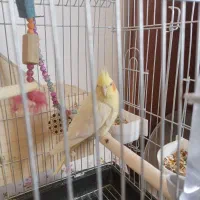 یک جفت عروس هلندی سالم و سرحال با قفس نو و لوازم..