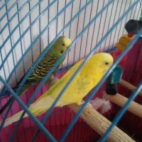 یه جفت مرغ عشق