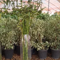 بامبو پیچ وارداتی