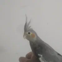 چهار عدد جوجه پنج ماه عروس هلندی نر و ماده فروشی