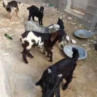 کهره نر وماده