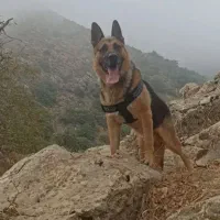 یک ژرمن اصیل