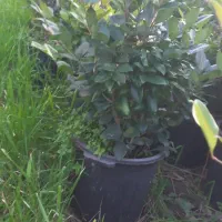 گل وگیاه|گل و گیاه طبیعی|املش, |دیوار