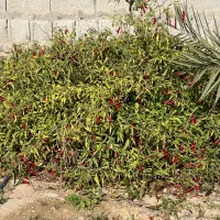 فروش ملک|فروش خانه و ویلا|چغادک, |دیوار