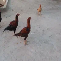 2 عددخروس لاری 3 ماه نژاد دار|حیوانات مزرعه|مشهد, شهید قربانی|دیوار