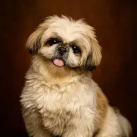 سگ شیتزو۶ماهه|سگ|اراک, |دیوار