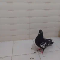 سینه سیاه پرشی بی بوم نر