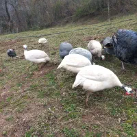 تخم مرغ شاخدار کمیاب زینتی سفید