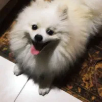 پامی واکسناشو زده کاملا تربیت شده خیلیم باهوشه