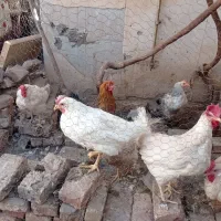 مرغ تخم مرغی