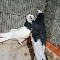 کفتر زاجر|پرنده|اردکان, |دیوار