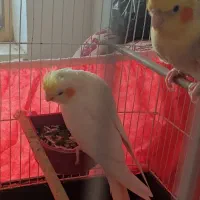 عروس هلندی|پرنده|بندر کنگان, |دیوار