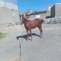 کره اسب مادیان|اسب و تجهیزات اسب‌سواری|تویسرکان, |دیوار