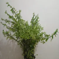 گل پدیلانتوس