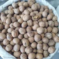 فروش عمده گردو با پوست کیفیت عالی