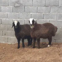 ۲ راس بره نر ریز ترکی،میش بز