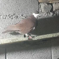 کفتر|پرنده|رضویه, |دیوار