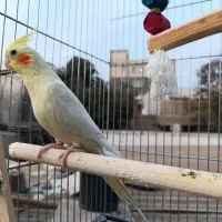 عروس هلندی با قفس|پرنده|بندرعباس, |دیوار