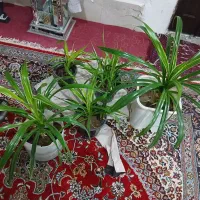 گل پامدانوس