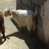 بز جوان