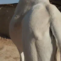 شتر سفید فروشی