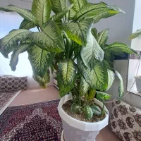 گل دیفن|گل و گیاه طبیعی|مریوان, |دیوار