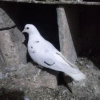 کبوترتهرانی ماده