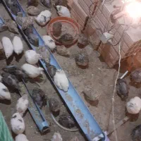 پرنده دونه ۸۰تومان|حیوانات مزرعه|فاضل آباد, |دیوار