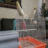 پرنده عروس هلندی