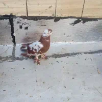 دوعدد چیتی نر|پرنده|اردبیل, |دیوار