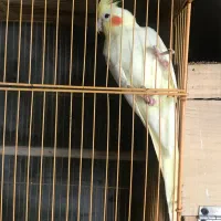 جفت عروس هلندی لوتینو مولد