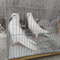 کبوتر سفید تهرانی مر شازده سوسکی سیاه کله دمگیر|پرنده|حبیب آباد, |دیوار