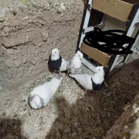 4عدد طوقی|پرنده|پیر سلیمان, |دیوار