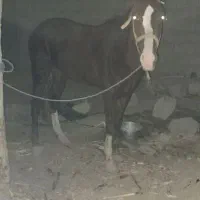 اسب اسیل کورد سیلمی