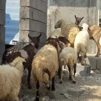 ،3بره قوچ 4میش محلی 2بز آبستن صلاله میش بره دار|حیوانات مزرعه|بندرعباس, |دیوار