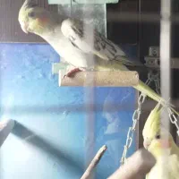 طوطی عروس گلباقالی ماده.