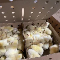 راس ۳۰۸ فوق سنگین