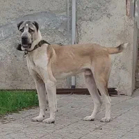 سگ نر الابای. پژدر سراب افغان ژرمن