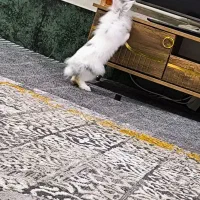 خرگوش لوپ|موش و خرگوش|برازجان, |دیوار