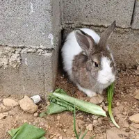 خرگوش|موش و خرگوش|یاسوج, |دیوار