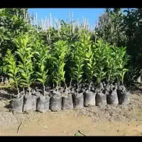 نهال مرکبات نارنگی