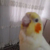 عروس هلندی نر دستی جوان