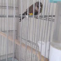 سهره قناری|پرنده|پاکدشت, پاکدشت (مامازند)|دیوار