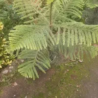 فروش تعدادی کاج مطبق زیبا وارزان