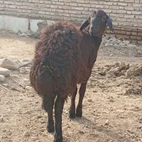 یک رای توقلی زیر قوچی چنس اصل کردستانی پوست گاوی