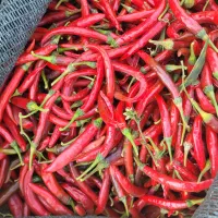 فروش فلفل شاخ بزی بصورت عمده