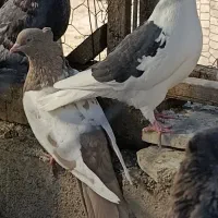 تعدادی ماده قشنگ و هوایی|پرنده|دورود, |دیوار