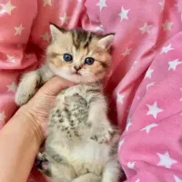 گربه اسکاتیش بریتیش بلک گلد صورت عروسکی